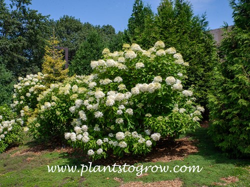''Phantom' Hydrangea (Hydrangea paniculata)
(Aug 15)
